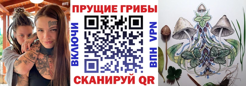 Купить  Кувшиново  Галлюциногенные грибы мицелий 
